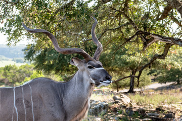 Naklejka na ściany i meble Closeup of kudu antelope male head and shoulders