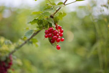 Rote Johannisbeeren am Strauch
