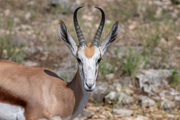 Closeup of a springbok antelope  head and shoulder