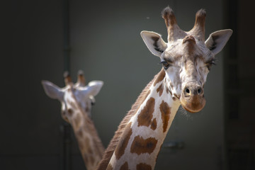 Rothschild's giraffe species