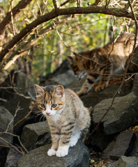 little kittens are played on big stones in the forest