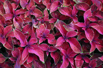 Bright red leaves of perennial plant coleus, plectranthus scutellarioides. Decorative red velvet coleus fairway plants.