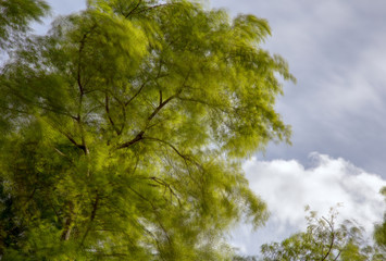 Multiple exposure of the canopy of a willow tree being blown by strong wind. Captured at the Andean mountains of central Colombia.