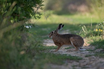 Rabbit