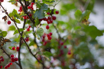 Obraz premium Rote Johannisbeeren am Strauch