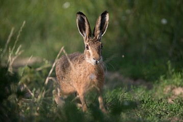 Rabbit