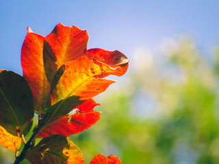 Obraz premium Isolated branch of orange green yellow leafs in a blue sky background