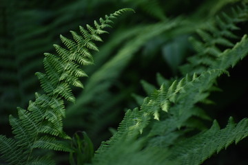 leaf of fern