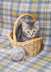 Motley home kitten in a basket with a ball of wool on a background of checkered bedspreads.