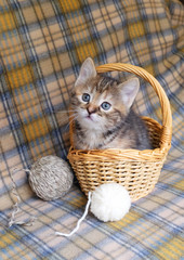 Fototapeta na wymiar Motley home kitten in a basket and balls of wool on a background of checkered bedspread, vertical photo.