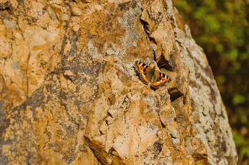 butterfly on a leaf