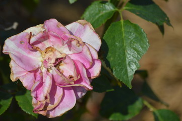 Thomasville rose garden 0272