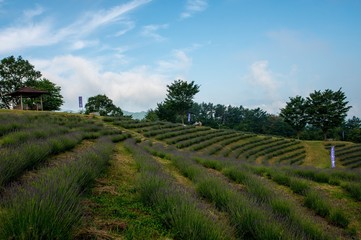 県民の森のラベンダー
