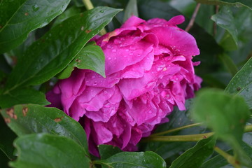 Obraz premium Pink Peony in the Garden After Rain
