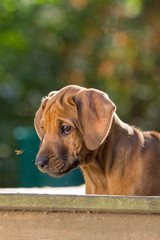 Hund Rassehund Rhodesian Ridgeback Welpe im Spätsommer und schönstem Sommerlicht
