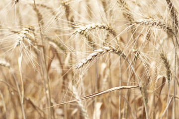 Summer wheat field, plants spikelet