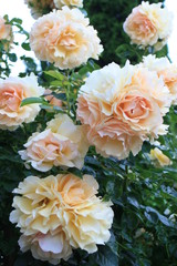 Blühende Rosen © Inka