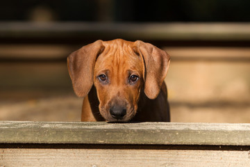 Rhodesian Ridgeback Welpe