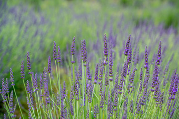 県民の森のラベンダー