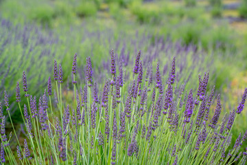 県民の森のラベンダー