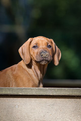 Rhodesian Ridgeback Welpe