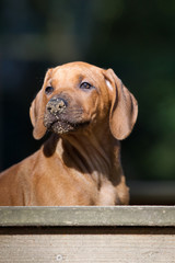 Rhodesian Ridgeback Welpe