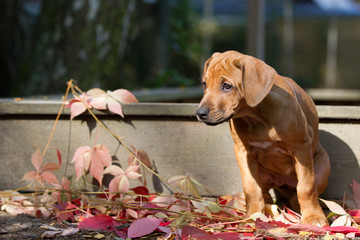 Rhodesian Ridgeback Welpe