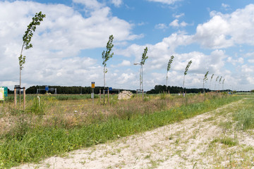 Neu gepflanzte Bäume