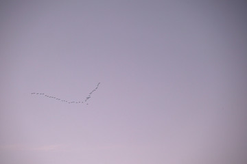 High flying flock of birds