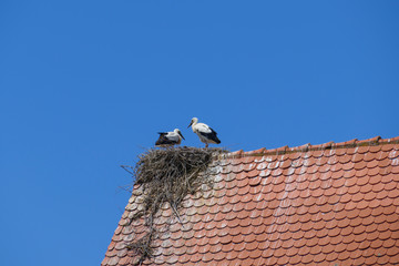Störche in ihrem Nest mit Jungtieren, auf der St. Nilolaus Kirche in Gamshurst Achern