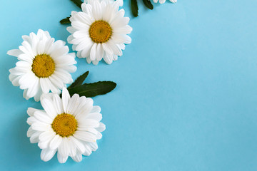 Delicate white chamomile on a blue background with copy space. Mother's Day Card