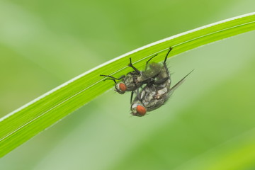 Close-up fly mating on green leaf with green nature background.