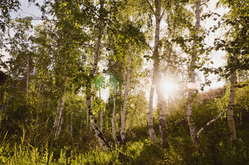 birch grove
