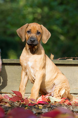 Rhodesian Ridgeback Welpe