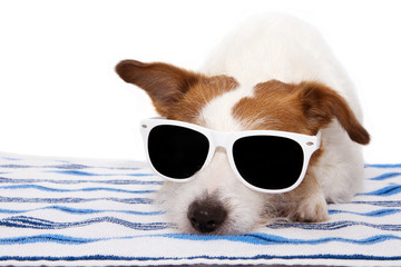 Dog bath summer wearing sunglasses and resting on towel
