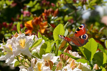 Schmetterling 613 © K.-U. Häßler
