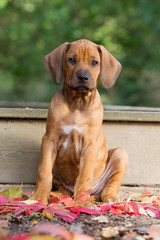 Rhodesian Ridgeback Welpe