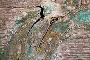 wood texture old tree with paint elements