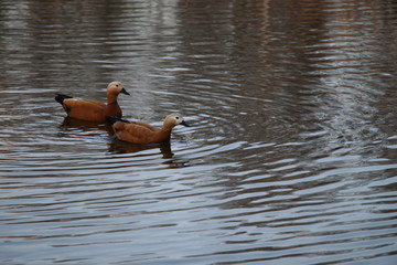 Two ducks Ogar on the pond - obrazy, fototapety, plakaty