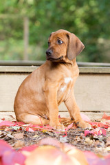 Rhodesian Ridgeback Welpe