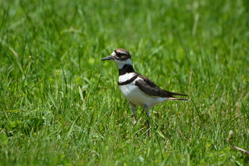Killdeer portrait