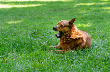 Naklejka premium Tired red dog lies yawning in the meadow