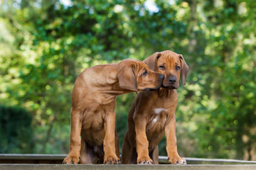Hunde zwei süße Rhodesian Ridgeback Welpen Rassehunde geben sich einen Kuss