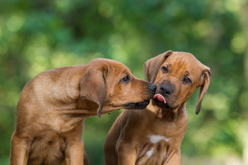 zwei niedliche kleine Hunde;  Rhodesian Ridgeback Welpen küssen sich, niedliche schnuten, schlecken 