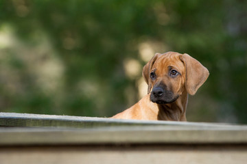 Rhodesian Ridgeback Welpe