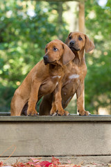 Rhodesian Ridgeback Welpe