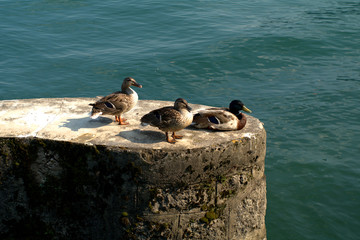 ducks,lake, birds, wildlife,water,wild,animal,view,calm, 