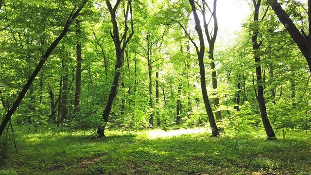 4K clip of green forest with trees and sun light going through leaves