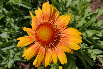 Ringelblume - Calendula officinalis