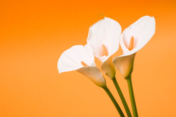 calla lily arum flower orange background